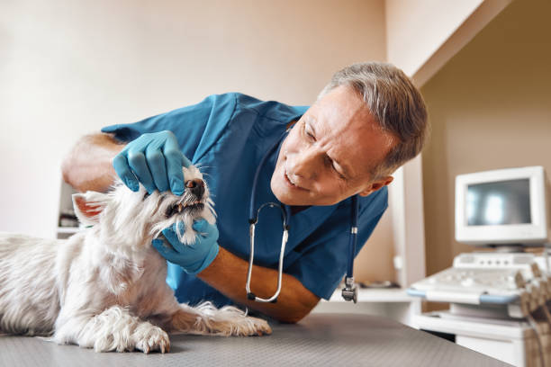 Best 24-Hour Emergency Dental Care in Fort Salonga, NY